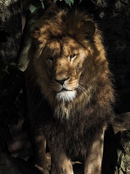 Lion Panthera leo by Loek Lobel