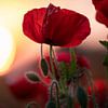 Coquelicot au soleil couchant sur Patricia van Kuik