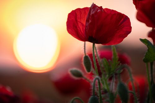 Poppy in the setting sun