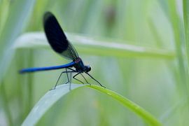 Meadow creek damselfly in the early morning by Carola van der Muren Natuurfotografie