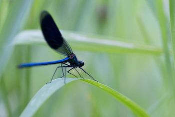 Demoiselle du ruisseau Meadow creek au petit matin