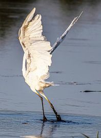 Es ist wirklich ein weißer Reiher in einer künstlerischen Pose. von Brian Morgan