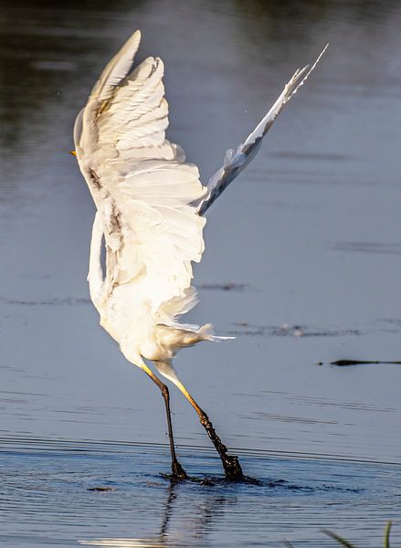 It really is a white heron in an art pose. by Brian Morgan