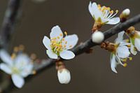 Fleurir