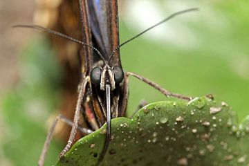 Blauwe Morpho vlinder sur Antwan Janssen