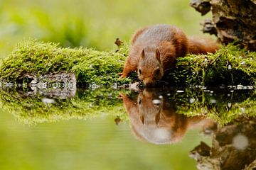 Eichhörnchen trinkt von Rando Kromkamp