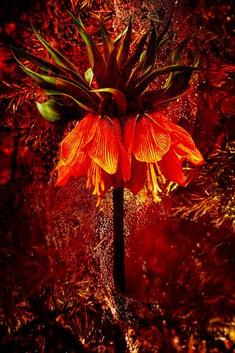 De Keizerskroon omgeven door dauwdruppels