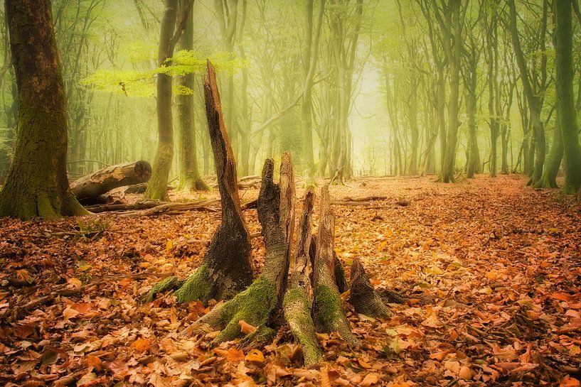 It was a tree. von Elly Besselink