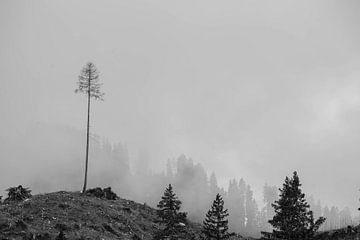 Hoge boom in de mist op een heuvel van Maureen Materman
