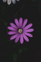 Lila Blume auf schwarzem Hintergrund