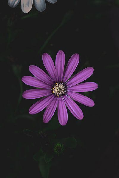 Lila Blume auf schwarzem Hintergrund von Wouter Kuin