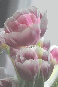 Pioen tulp roze en wit van Art by Janine