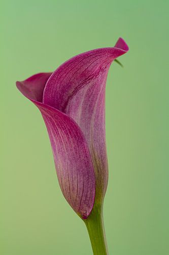 Bloem van een paarse calla tegen een groene achtergrond