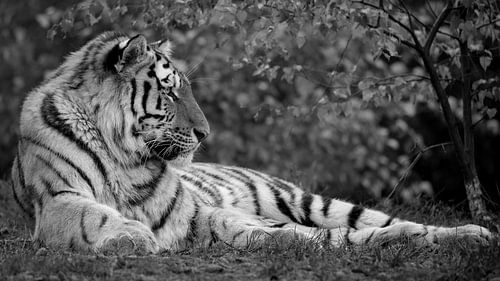 Siberische tijger in de herfst in 16x9 formaat (zwart wit)
