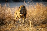 Leeuw, South Luangwa National Park