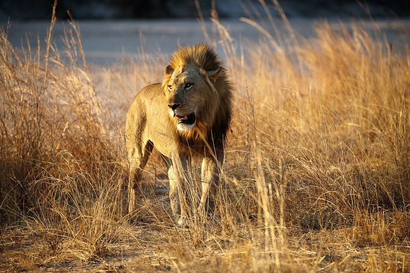 Leeuw, South Luangwa National Park van Marco Kost