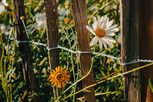 Gänseblümchen & orange Blüte – Holzzaun mit Draht