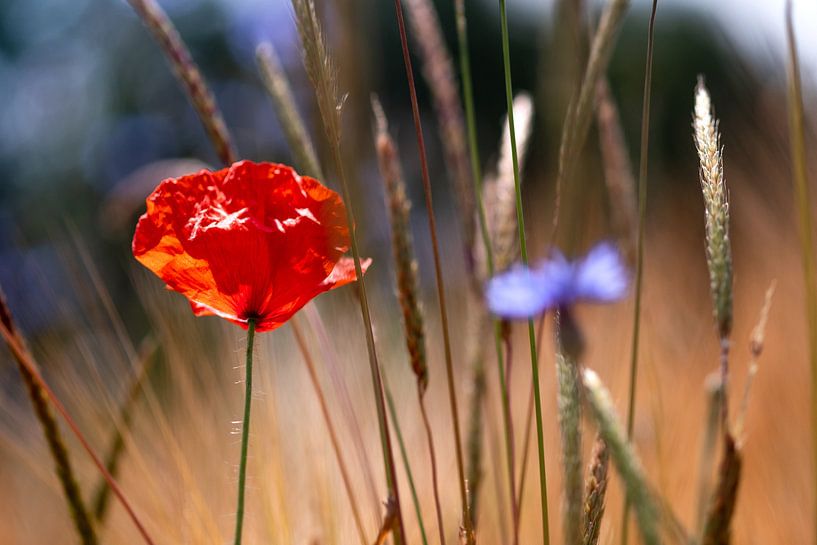 Mohnblumenfeld im Morgenlicht van Kurt Krause