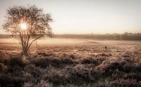 Mist op de hei