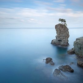 Stone pine tree on the rock. Portofino, Italy by Stefano Orazzini