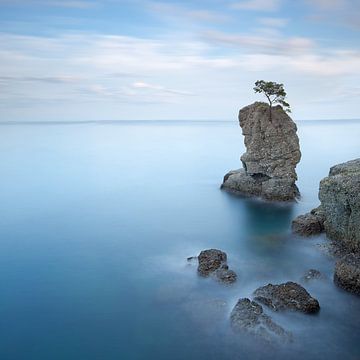 Stone pine tree on the rock. Portofino, Italy by Stefano Orazzini