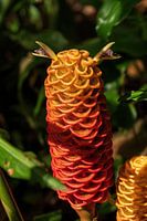 Red pine cone ginger, prachtige bloem uit het mooie Costa Rica