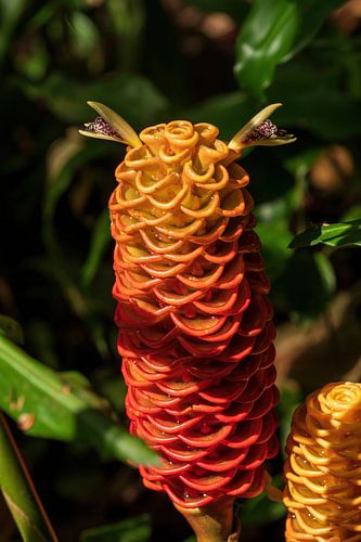 Red pine cone ginger, beautiful flower from beautiful Costa Rica
