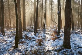 Sfeervol ochtend licht op de Veluwe van Cor de Hamer