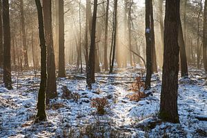 Atmosphärisches Morgenlicht auf der Veluwe