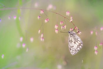 Dambordje vlinder met zachte achtergrond