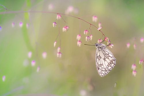 Schachbrettschmetterling mit weichem Hintergrund