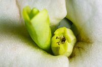 Macro photo inside a flower