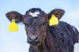 Portret kop van pasgeboren kalf met lucht op achtergrond