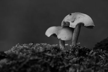 Drie paddenstoeltjes in zwart-wit