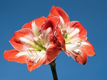 Fleur d'amaryllis colorée sur Katrin May