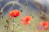 Champ de coquelicots en contre-jour par Kurt Krause Aperçu