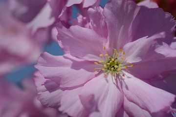 Fleur de cerisier rose sur Ulrike Leone