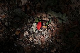 Die ersten Anzeichen von Daan van Herp