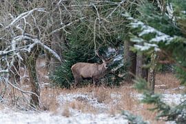 Verstoppertje. van Julia Schellig