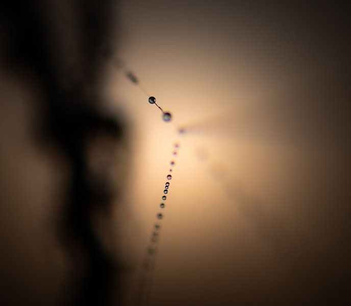 drops on the line by Tania Perneel
