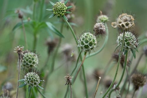 fleurs mortes