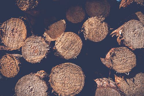 Ronde afgezaagde opgestapelde boomstammen