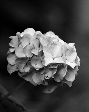 Hortensia in het zwart en wit van The Art Page Of MG