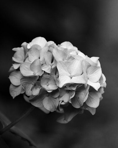 Hydrangea in black and white