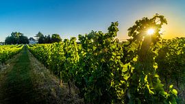 Bordeaux by Lex van Lieshout