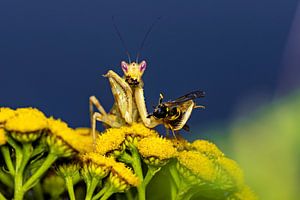 Asiatisch Blütenmantis