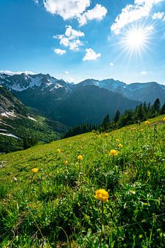 Troll bloemen in Kleinwalsertal