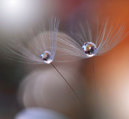 L'amour immortel . sur Juliana Nan