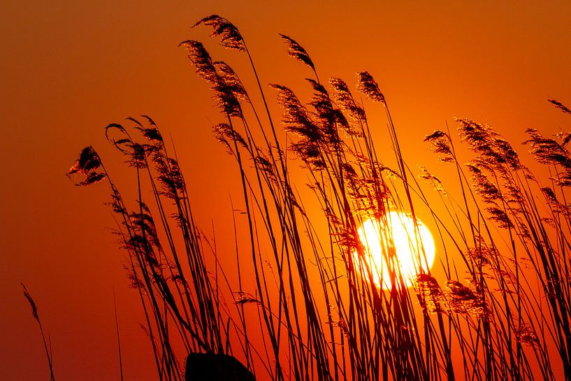 Zonsondergang &amp; riet 2 von Jan Meijer