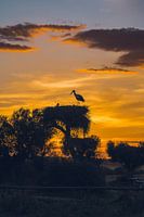 Sunset Cigüeña